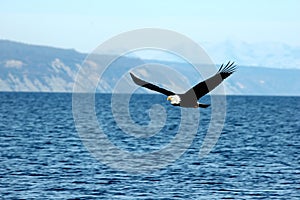 Bald Eagle flying over bay in Homer Alaska