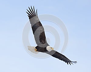 Bald eagle flying img