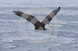 Bald eagle flying over the bay in Homer, Alaska