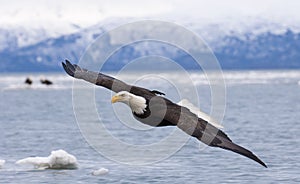 Bald eagle flying with over the bay with ice in water at Homer