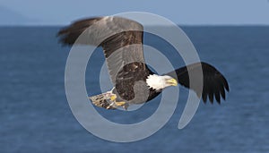 Bald eagle flying over blue water in Homer, Alaska in March