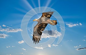 Bald Eagle Flying Over clouds with sunrays