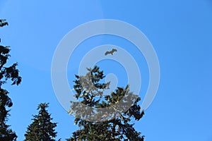 Bald Eagle Flying Over Forest in Summer near Wrangell Alaska