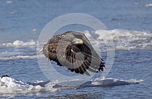 Bald Eagle flying over the icy Hudson River