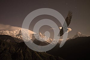 Bald Eagle flying over a Mountain Valley