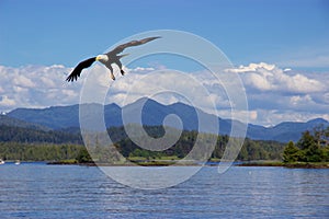 Bald eagle flying over Pacific Ocean near Prince Rupert, Canada