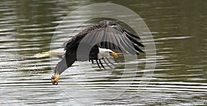 Bald eagle flying over river