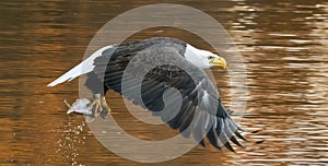 Bald Eagle flying over river closeup