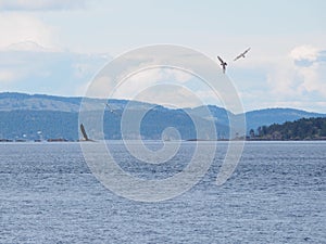 Bald Eagle flying over the water surface surrounded by seagulls