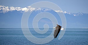 Bald eagle flying over West Beach in Deception Pass park