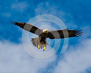 Bald Eagle Flying in the Sky