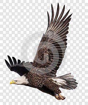 Bald eagle flying swoop attack hand draw and paint color on checkered background vector