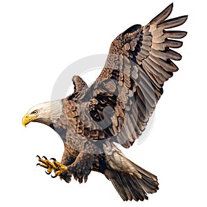 Bald eagle flying swoop attack hand draw and paint color on white background