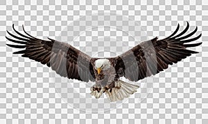 Bald eagle flying swoop hand draw and paint color on white background vector