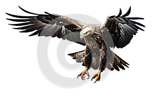 Bald eagle flying swoop on transparent background, Generative AI