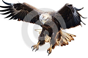 Bald eagle flying swoop on transparent background, Generative AI
