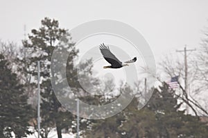 Bald eagle with flying with trees in the background