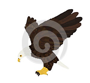 Bald eagle flying vector illustration isolated on white background.