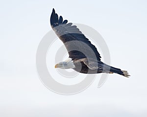 Bald eagle flying with white sky over the bay at Homer Alaska