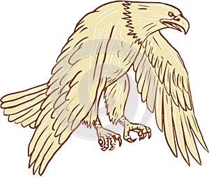Bald Eagle Flying Wings Down Drawing