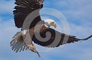 Calvo águila volador alas expandir 