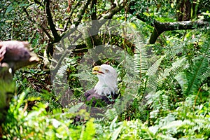 Bald Eagle in a forest