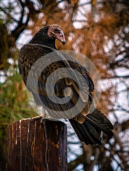 Bald eagle in the forests of Yosemite