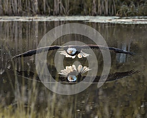 Bald Eagle in free flight over pond