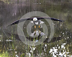 Bald Eagle in free flight over pond