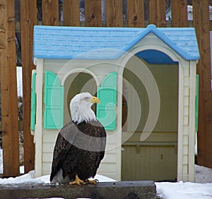 Bald Eagle In Front of Dollhouse