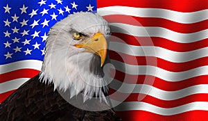 Bald eagle fronts the flag of USA