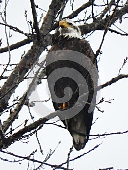 Bald eagle getting drenched in the rain while hunting