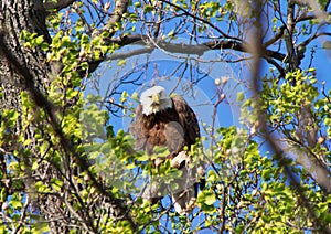 Bald Eagle giving the stare down