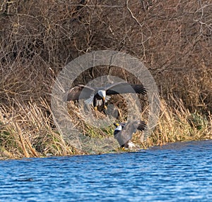 Bald eagle gliding in the air