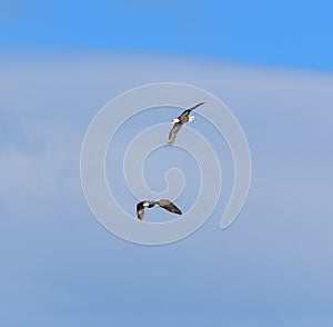 Bald eagle gliding in the air