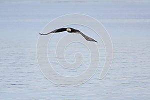 Bald eagle gliding in the air