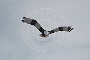 Bald eagle gliding in the air