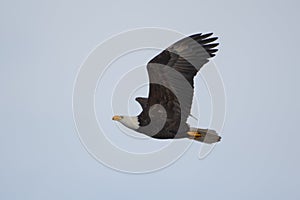 Bald eagle gliding in the air