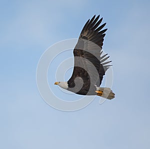 Bald eagle gliding in the air