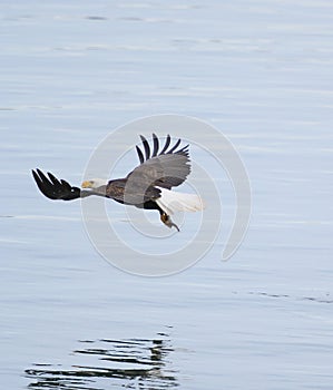 Bald eagle gliding and fishing at seaside