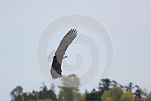 Bald eagle gliding and fishing at seaside