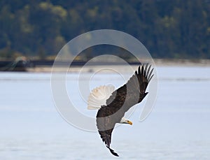 Bald eagle gliding and fishing at seaside