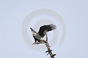 Bald eagle gliding and fishing at seaside