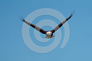 Bald eagle gliding and fishing at seaside