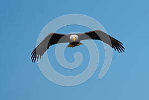 Bald eagle gliding and fishing at seaside