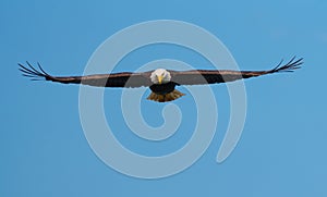 Bald eagle gliding and fishing at seaside