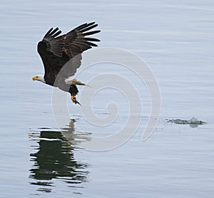 Bald eagle gliding and fishing at seaside