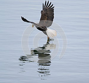 Bald eagle gliding and fishing at seaside