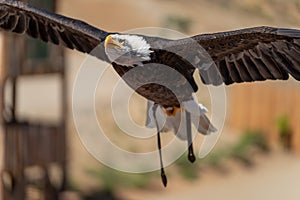 Bald eagle gliding front view during falconry exhibition