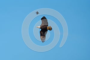 Bald eagle gliding but harassed by a red winged blackbird photo